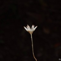 Campylosiphon championii (Thwaites) Xiao J.Li & D.X.Zhang